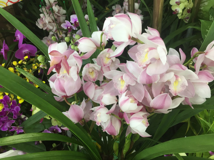 호접란 - Moth orchids, phalaenopsis