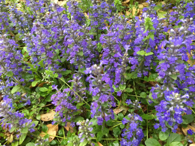 아주가렙탄스 사진 - Ajuga reptans Photos