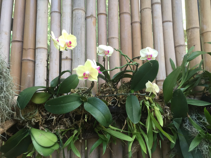 호접란 - Moth orchids, phalaenopsis