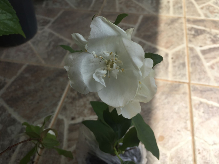 고광나무 - Korean mock orange, Philadelphus schrenkii Rupr. var. schrenkii