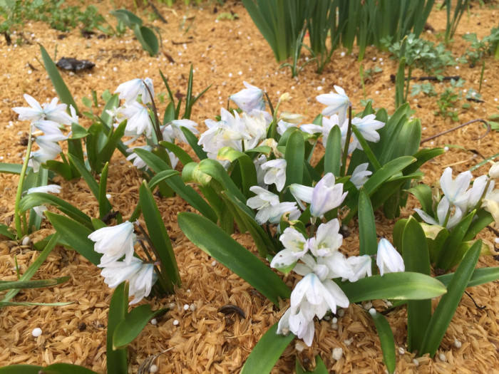 쉴라 - Scilla, Scilla spp.