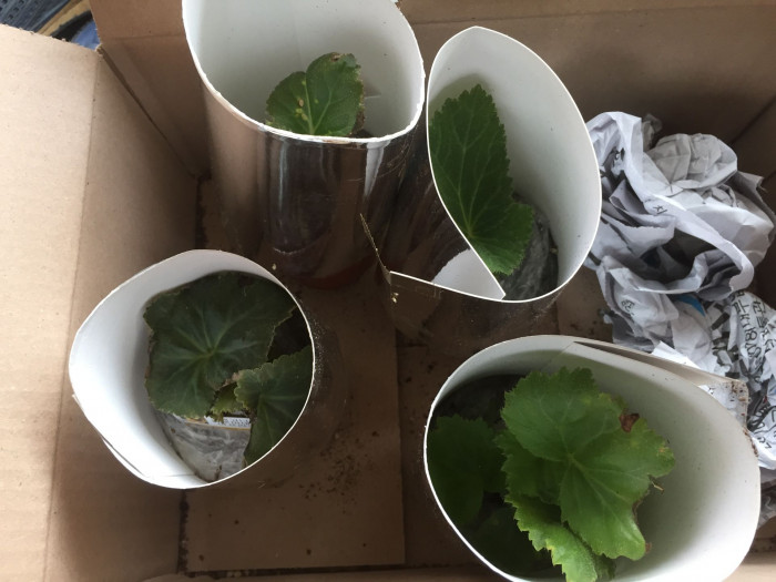 꽃베고니아 - Wax Begonias, Begonia semperflorens