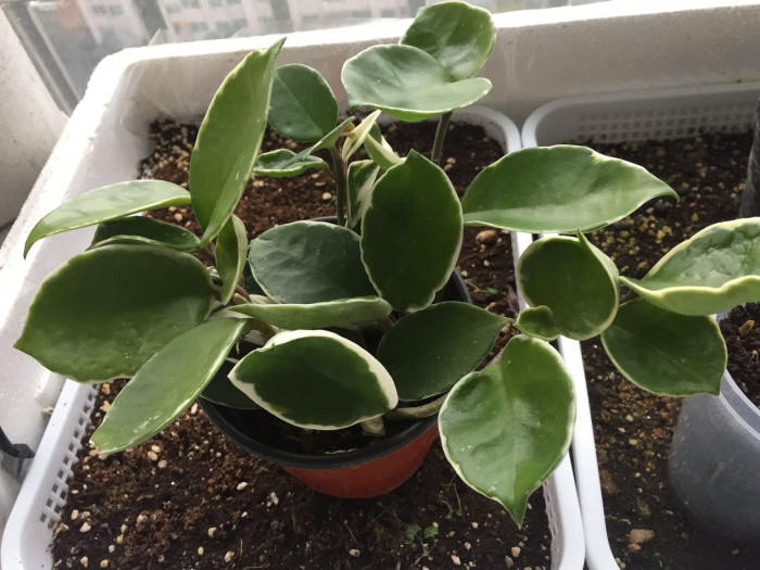 호야꽃 - Waxplant, Hoya, Hoya carnosa