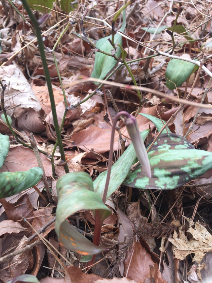 엘레지 - Erythronium japonicum