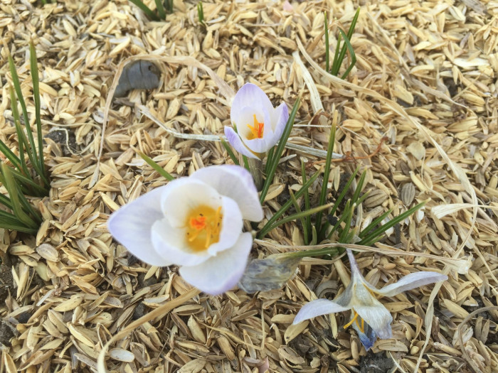 크로커스 - Crocus, Crocus spp.