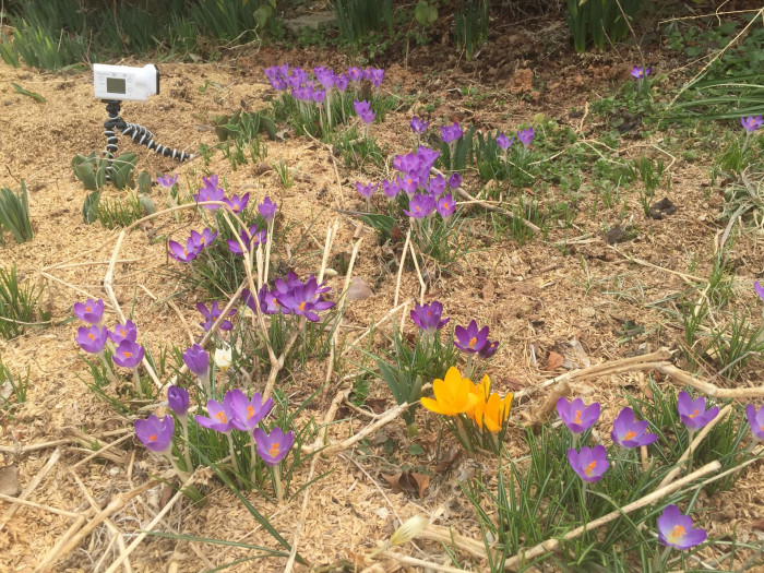 크로커스 - Crocus, Crocus spp.