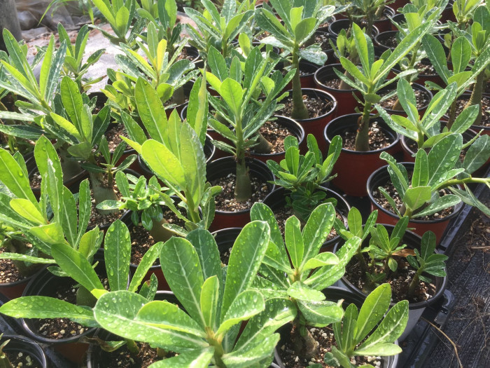 석화 - Adenium obesm, Adenium