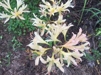 진노랑상사화 사진 - Lycoris chinensis Traub. Photos
