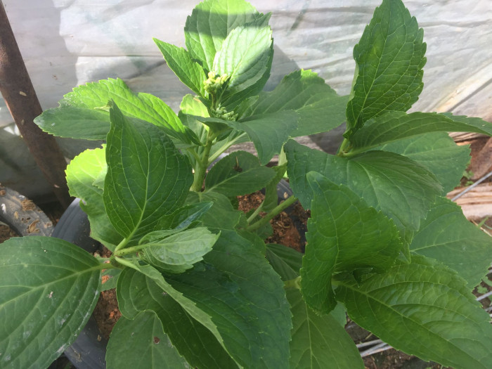수국 - Hydrangea, Hydrangea macrophylla (Thunb.) Ser. for. otaksa (Siebold & Zucc.) E. H. Wilson
