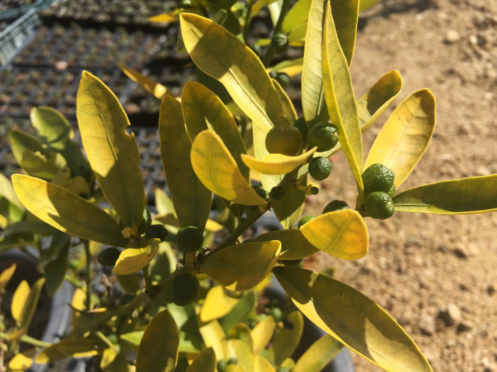 금귤 - Kumquat, Fortunella japonica