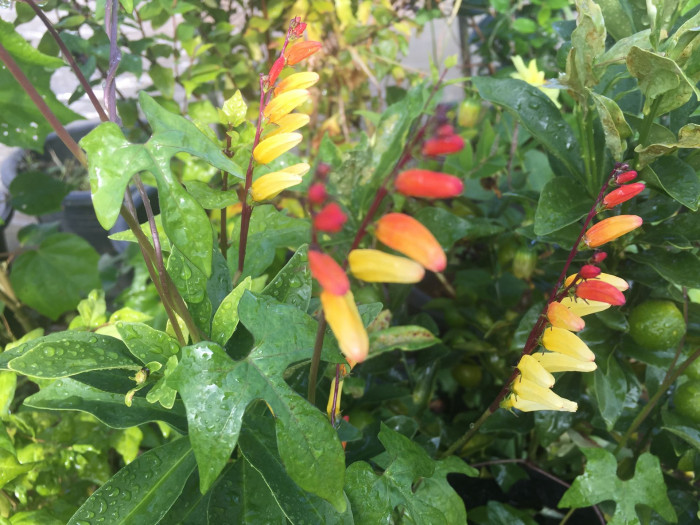 폭죽덩굴 - Firecracker Vine, Spanish Flag, Ipomoea lobata (Cerv.) Thell.