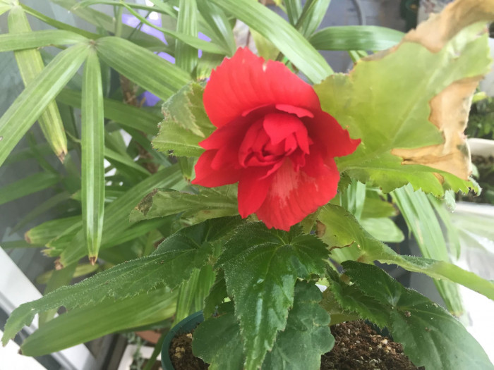 꽃베고니아 - Wax Begonias, Begonia semperflorens