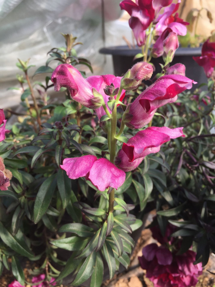 금어초 - snapdragon, Antirrhinum majus