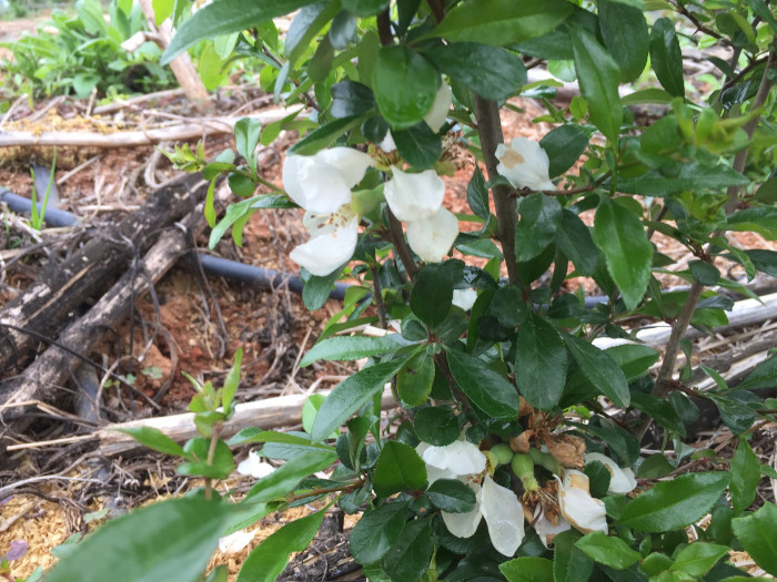 명자나무 -  Chaenomeles speciosa, Chaenomeles japonica (Thunb.) Lindl. ex Spach
