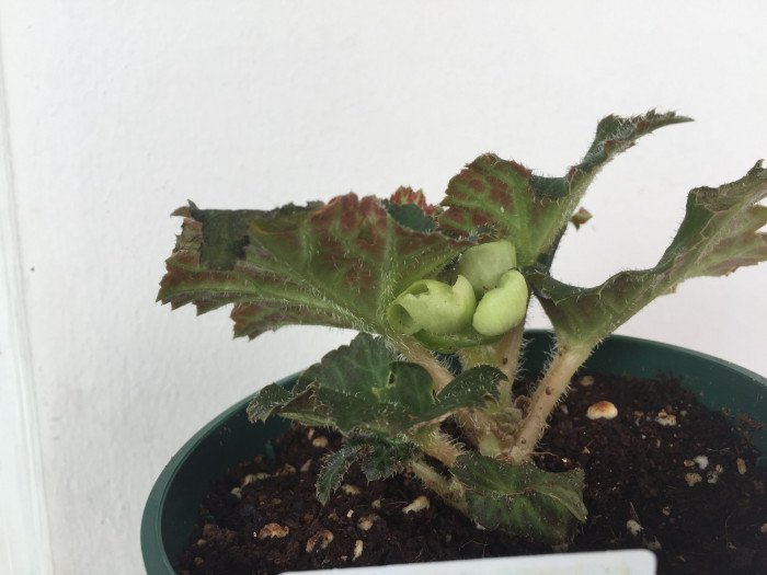 꽃베고니아 - Wax Begonias, Begonia semperflorens