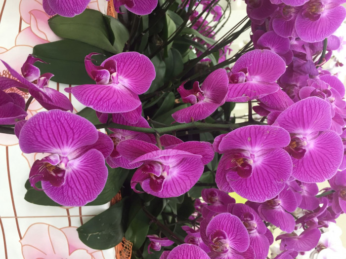 호접란 - Moth orchids, phalaenopsis