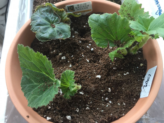 꽃베고니아 - Wax Begonias, Begonia semperflorens