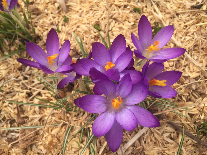 크로커스 - Crocus, Crocus spp.