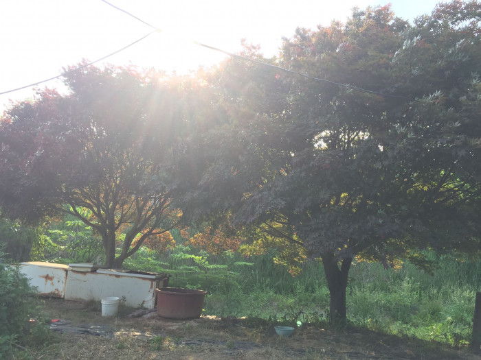 단풍나무 - Acer palmatum Thunb. ex Murray, Acer palmatum Thunb. ex Murray