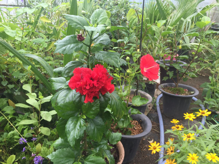 하와이무궁화 - hawaiian hibiscus, Hibiscus rosa-sinesis L.