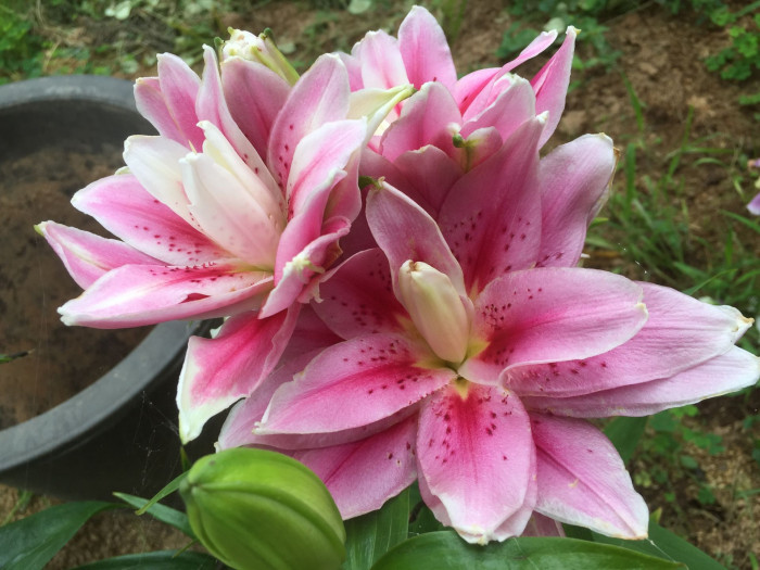 백합 - Lily, Lilium longiflorum Thunb.