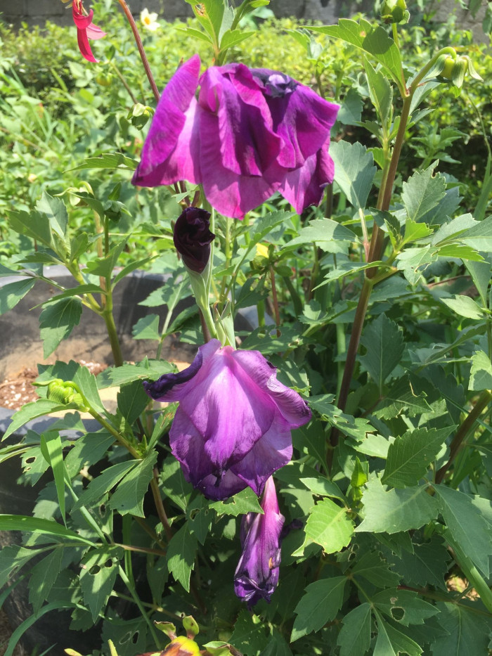 글라디올러스 - Gladiolus gandavensis Van Houtte