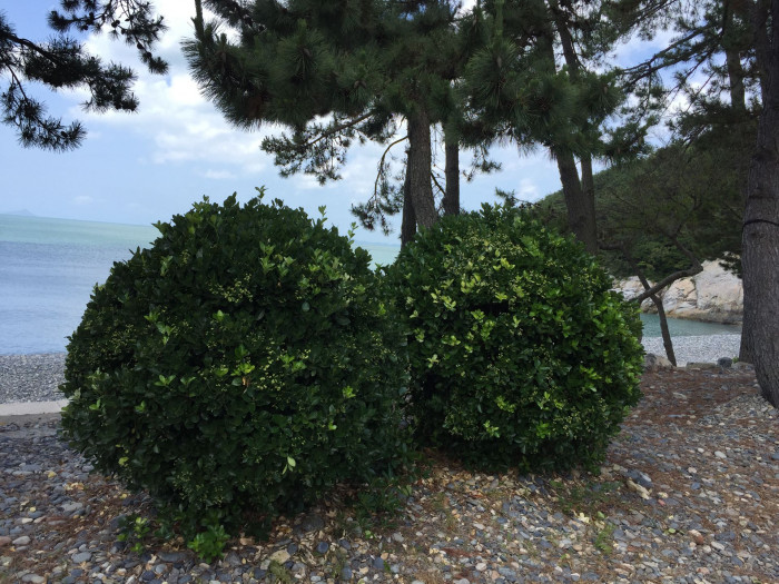 사철나무 - Japanese Spindle, Euonymus japonicus Thunb.