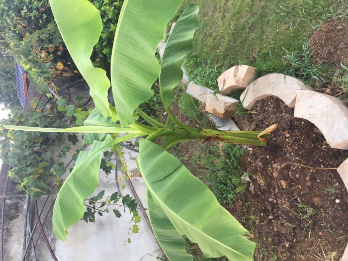 파초 - Japanese banana, Japanese fibre banana, hardy banana, Musa basjoo Siebold & Zucc.
