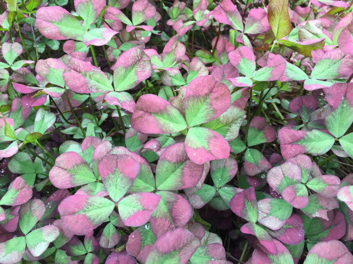 토끼풀 - clover, Trifolium repens L.