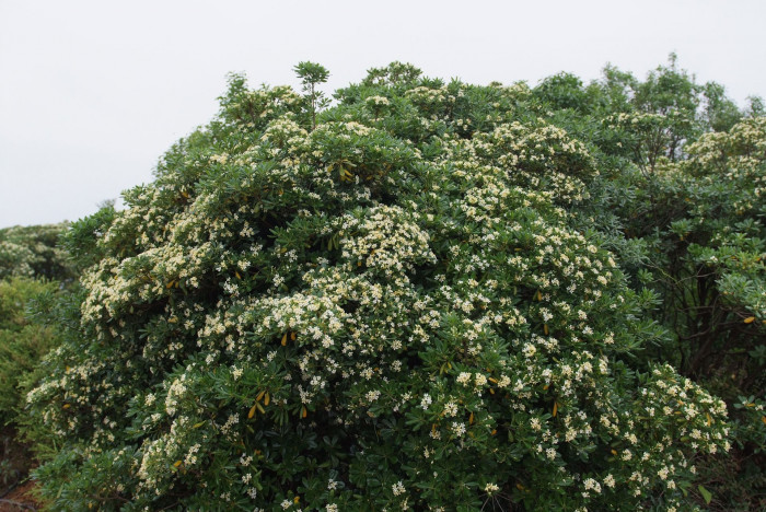 돈나무 - Pittosporum tobira (Thunb.) W.T.Aiton