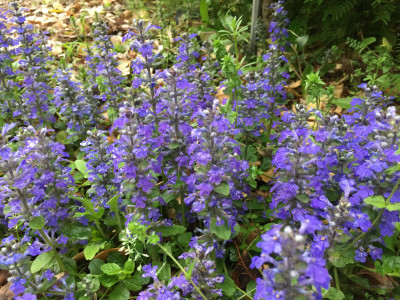 아주가렙탄스 사진 - Ajuga reptans Photos