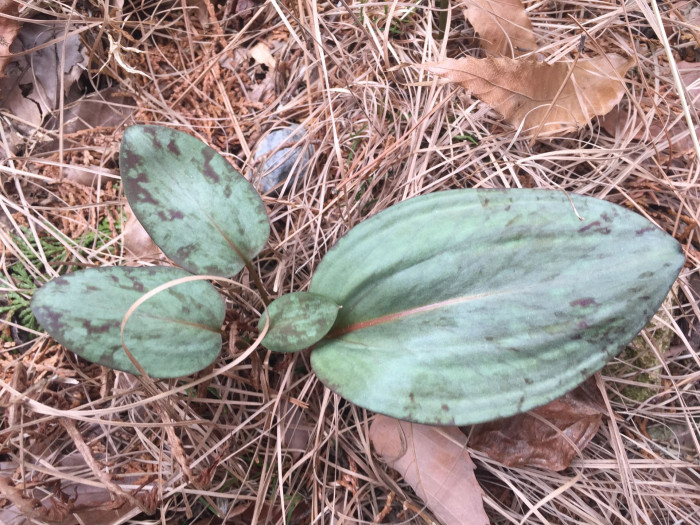 엘레지 - Erythronium japonicum