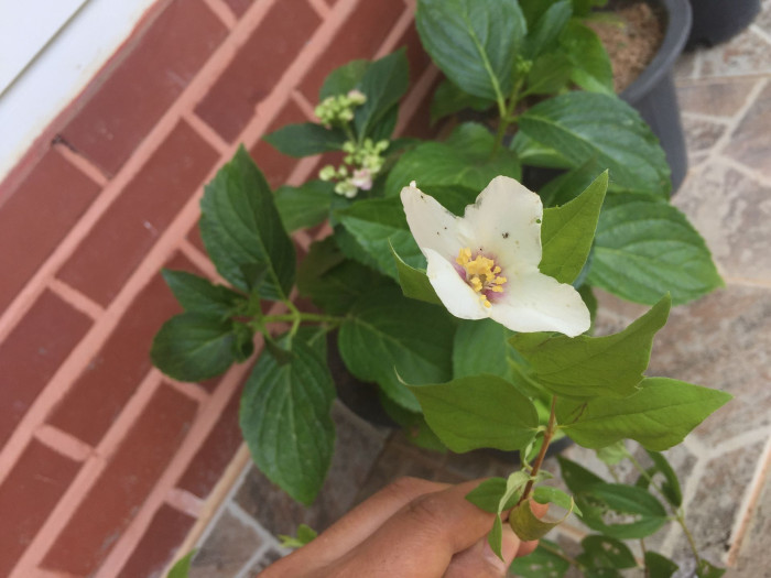 고광나무 - Korean mock orange, Philadelphus schrenkii Rupr. var. schrenkii