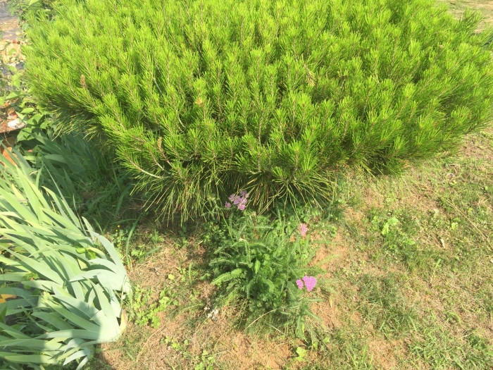 톱풀 - Yarrow, Achillea alpina L.