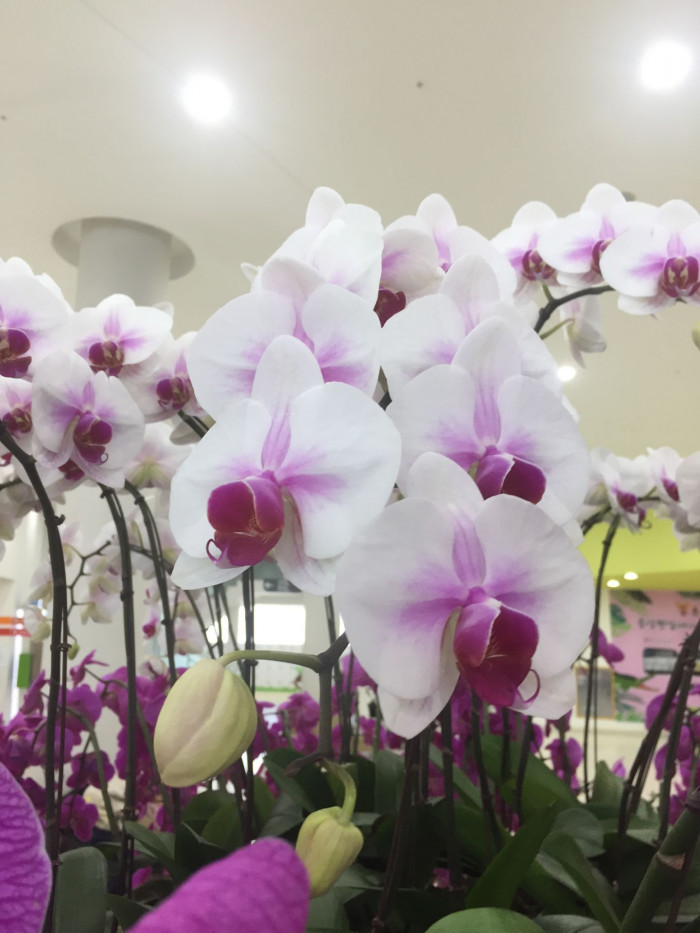 호접란 - Moth orchids, phalaenopsis