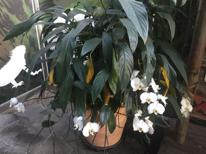 호접란 - Moth orchids, phalaenopsis