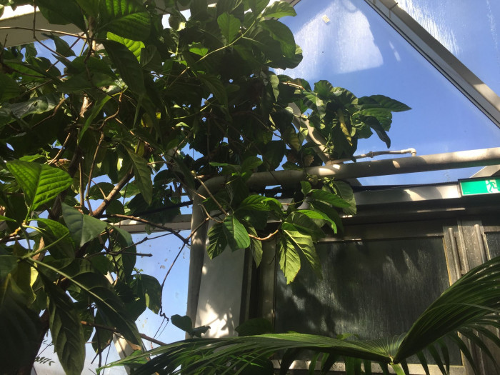 노니 - Noni fruit, Morinda citrifolia