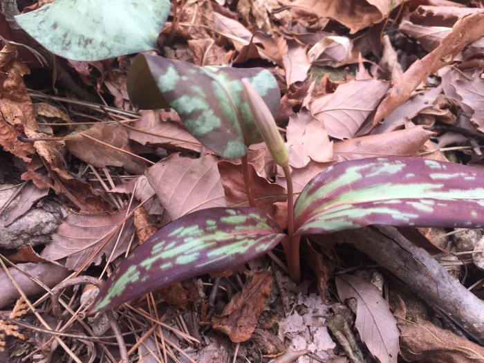 엘레지 - Erythronium japonicum