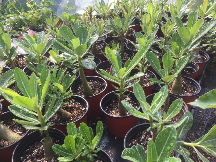 석화 - Adenium obesm, Adenium