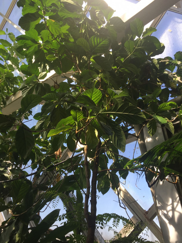 노니 - Noni fruit, Morinda citrifolia