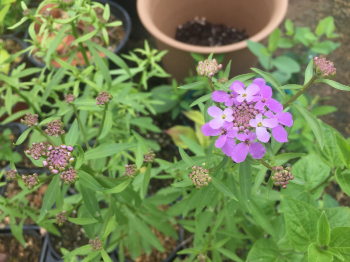 눈꽃 - Candytuft, Iberis sempervirens
