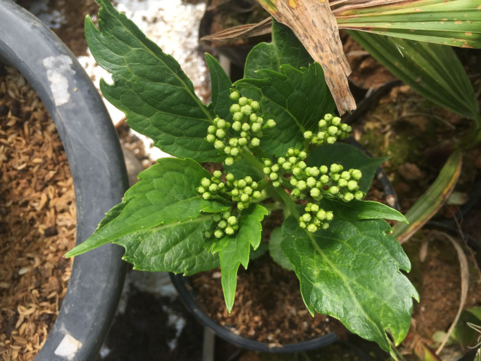 수국 - Hydrangea, Hydrangea macrophylla (Thunb.) Ser. for. otaksa (Siebold & Zucc.) E. H. Wilson