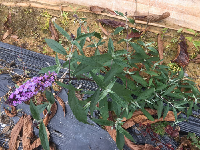 부들레야 - butterfly bush, Buddleja davidii