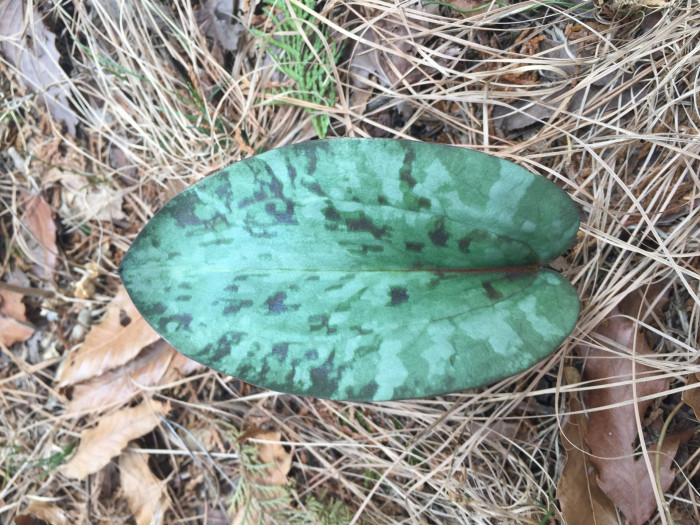 엘레지 - Erythronium japonicum