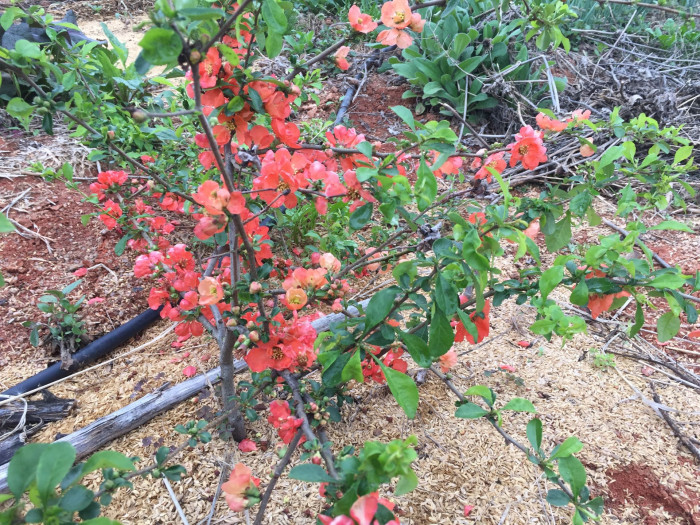 명자나무 -  Chaenomeles speciosa, Chaenomeles japonica (Thunb.) Lindl. ex Spach