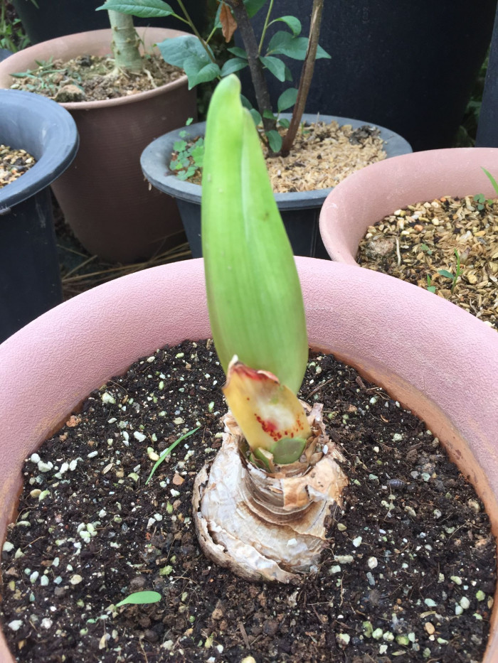 아마릴리스 - amaryllis, Hippeastrum puniceum (Lam.) Voss