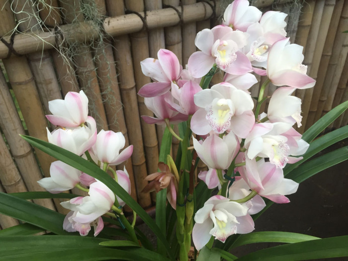 호접란 - Moth orchids, phalaenopsis