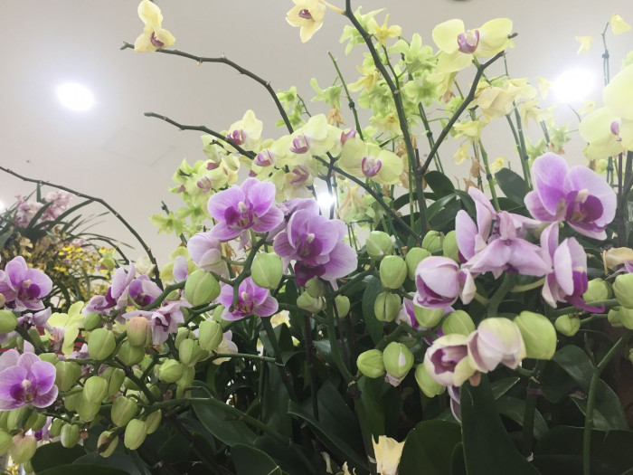 호접란 - Moth orchids, phalaenopsis