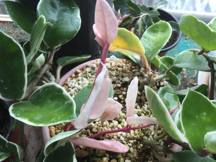 호야꽃 - Waxplant, Hoya, Hoya carnosa