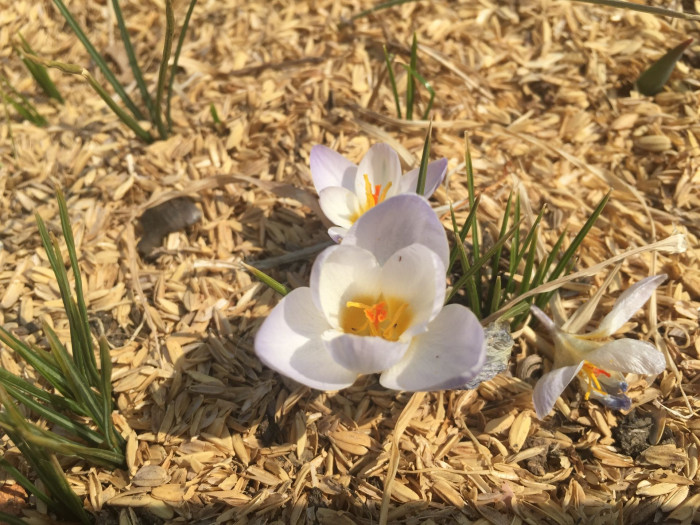 크로커스 - Crocus, Crocus spp.
